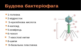 ÐÐ°ÑÑÐ¸Ð½ÐºÐ¸ Ð¿Ð¾ Ð·Ð°Ð¿ÑÐ¾ÑÑ Ð±ÑÐ´Ð¾Ð²Ð° Ð±Ð°ÐºÑÐµÑÑÐ¾ÑÐ°Ð³Ð°